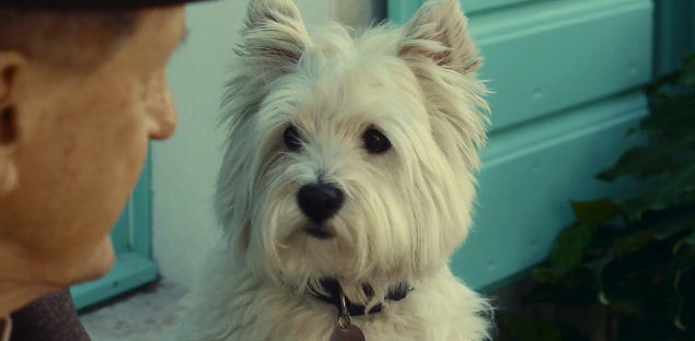 what kind of dog in cesar commercial