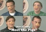 ad_pigs.jpg