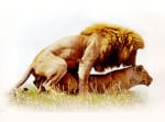 draft_fcb_lion.jpg