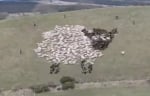 extreme-shepherding.jpg